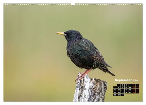 Produktbild: Die Vogelwelt der &Auml;u&szlig;eren Hebriden (hochwertiger Premium Wandkalender 2026 DIN A2 quer), Kunstdruck in Hochglanz