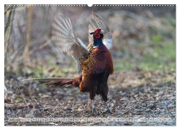 Produktbild: Emotionale Momente: Die Balz der Fasane / CH-Version (hochwertiger Premium Wandkalender 2026 DIN A2 quer), Kunstdruck in Hochglanz