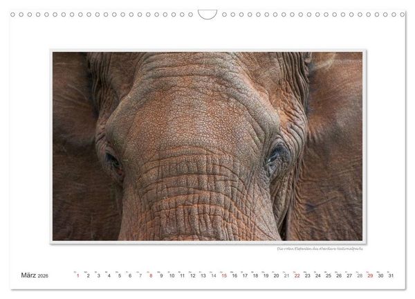 Produktbild: Emotionale Momente: Aus dem Leben der Elefanten. / CH-Version (Wandkalender 2026 DIN A3 quer), CALVENDO Monatskalender