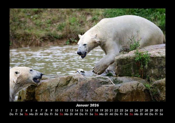 Produktbild: Pinguine & Eisb&auml;ren 2026 Fotokalender DIN A3