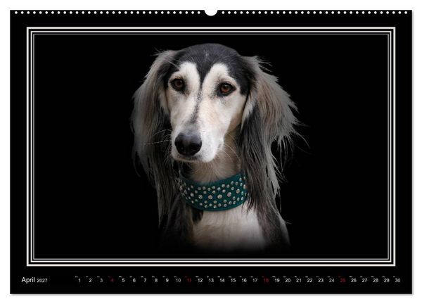 Produktbild: Saluki 2027 (Wandkalender 2027 DIN A2 quer), CALVENDO Monatskalender