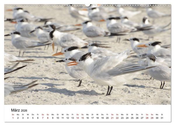 Produktbild: M&ouml;wen am Meer (hochwertiger Premium Wandkalender 2026 DIN A2 quer), Kunstdruck in Hochglanz