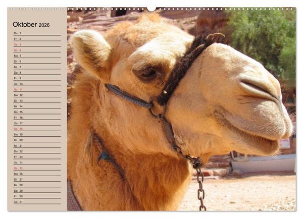 Produktbild: Kamele. Dromedar und Trampeltier (hochwertiger Premium Wandkalender 2026 DIN A2 quer), Kunstdruck in Hochglanz