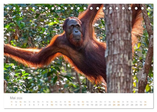 Produktbild: Orang-Utans Menschenaffen auf Borneo (Tischkalender 2026 DIN A5 quer), CALVENDO Monatskalender