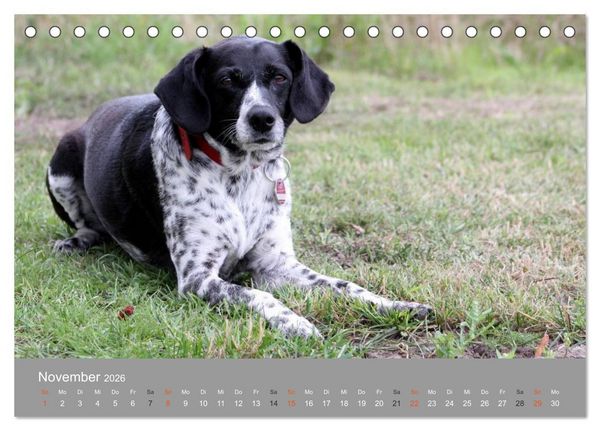 Produktbild: Graue Schnuten - Hunde in den besten Jahren (Tischkalender 2026 DIN A5 quer), CALVENDO Monatskalender