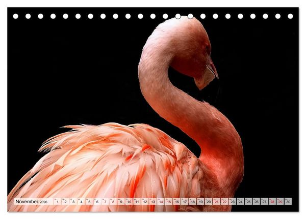 Produktbild: Flamingo Zauber (Tischkalender 2026 DIN A5 quer), CALVENDO Monatskalender