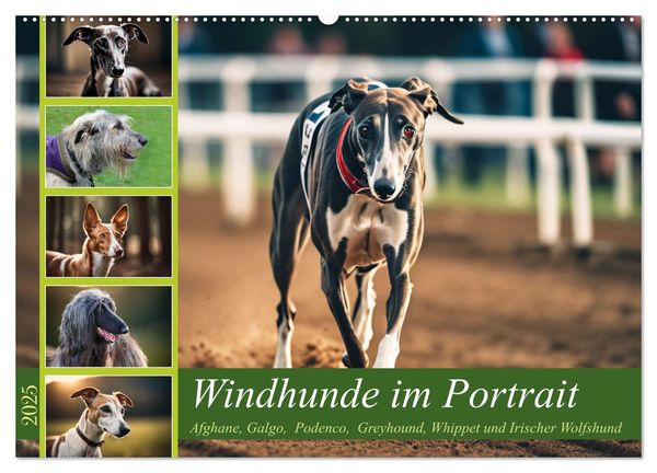 Windhunde im Portrait (Wandkalender 2025 DIN A2 quer), CALVENDO Monatskalender