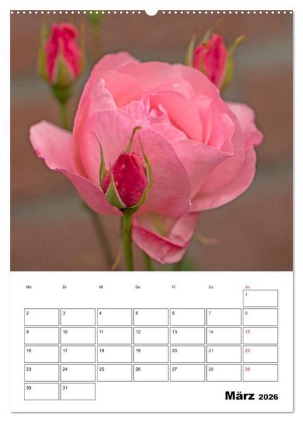 Produktbild: Zauberhafte Rosen (hochwertiger Premium Wandkalender 2026 DIN A2 hoch), Kunstdruck in Hochglanz