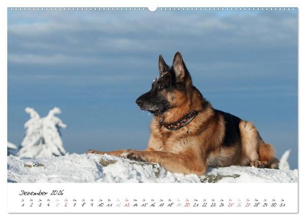 Produktbild: Sch&auml;ferhunde Seelenhunde (Wandkalender 2026 DIN A2 quer), CALVENDO Monatskalender