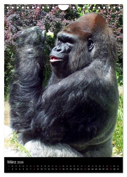 Produktbild: Gorillas (Wandkalender 2026 DIN A4 hoch), CALVENDO Monatskalender