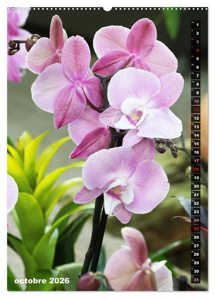 Produktbild: Miracle floral l'orchid&eacute;e (Calendrier mural 2026 DIN A2 horizontal) calendrier de bureau