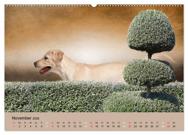 Produktbild: Labrador Retriever unsere Freunde (hochwertiger Premium Wandkalender 2026 DIN A2 quer), Kunstdruck in Hochglanz