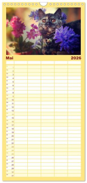 Produktbild: Familienplaner 2026 - Niedliche BKH Katzenkinder mit 5 Spalten (Wandkalender, 21 x 45 cm) CALVENDO