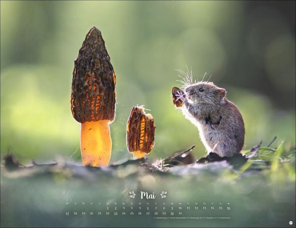 Produktbild: Vadim Trunov: M&auml;rchenhaftes Waldleben Posterkalender 2027