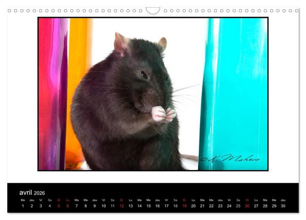 Produktbild: Ratte Ouille (Calendrier mural 2026 DIN A3 vertical), CALVENDO calendrier mensuel