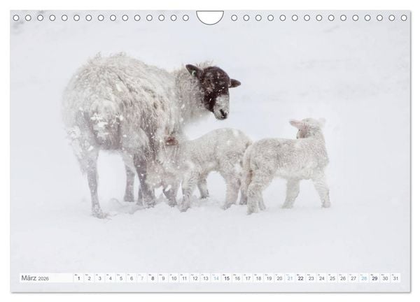 Produktbild: Schafe - Raues Wetter, weiche Wolle (Wandkalender 2026 DIN A4 quer), CALVENDO Monatskalender