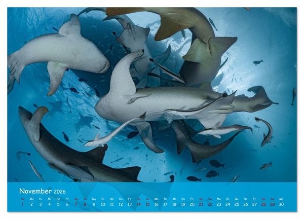 Produktbild: Faszinierende Meereswelt der Malediven (Wandkalender 2026 DIN A4 quer), CALVENDO Monatskalender