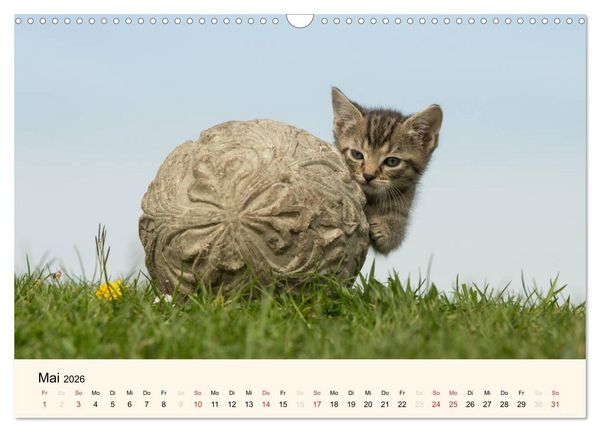 Produktbild: S&uuml;&szlig;e Stubentiger - Katzenkinder (Wandkalender 2026 DIN A3 quer), CALVENDO Monatskalender