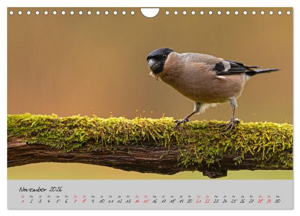 Produktbild: Bunte V&ouml;gel am Futterplatz (Wandkalender 2026 DIN A4 quer), CALVENDO Monatskalender