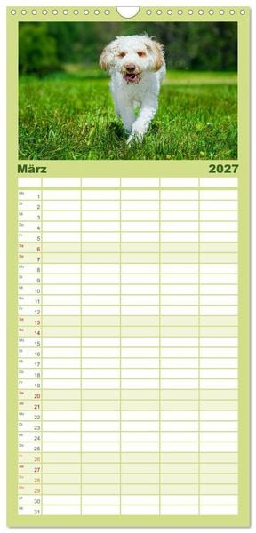 Produktbild: Familienplaner 2027 - Lagotto Romagnolo - die Tr&uuml;ffelsucher Italiens mit 5 Spalten (Wandkalender, 21 x 45 cm) CALVENDO