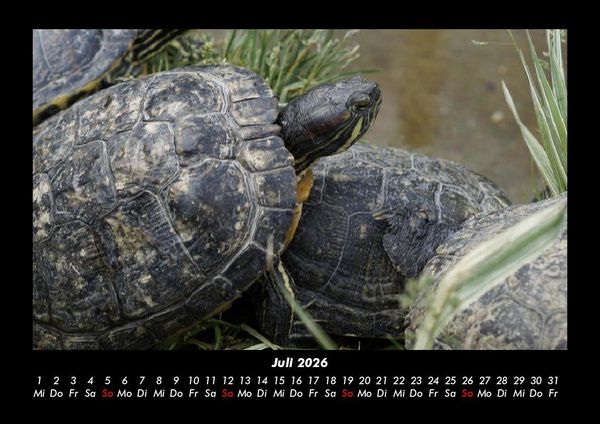 Produktbild: Schildkr&ouml;tenzauber 2026 Fotokalender DIN A3