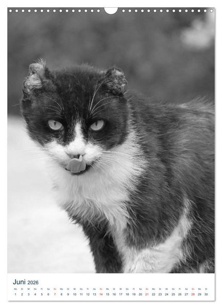 Produktbild: Wilde Katzen - Korsikas Samtpfoten (Wandkalender 2026 DIN A3 hoch), CALVENDO Monatskalender