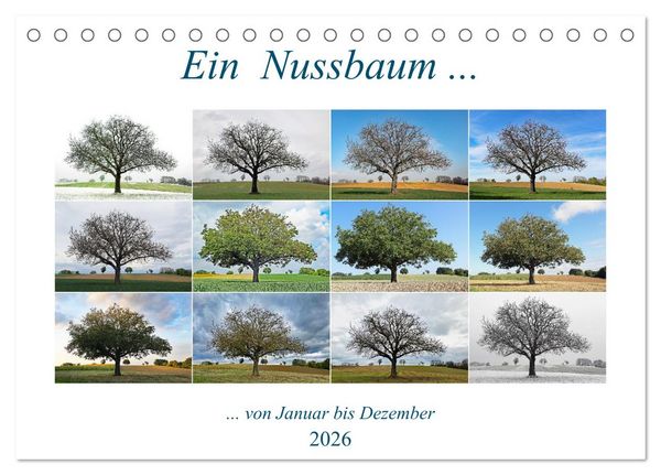 Ein Nussbaum von Januar bis Dezember (Tischkalender 2026 DIN A5 quer), CALVENDO Monatskalender