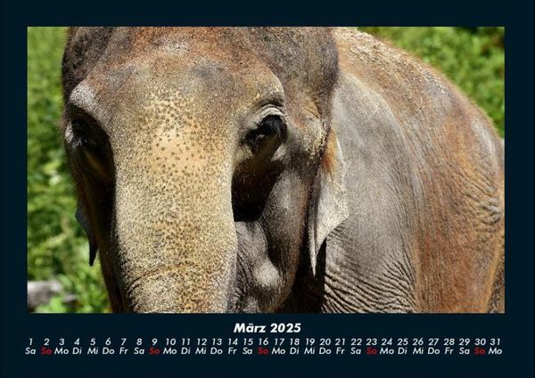 Produktbild: Elefanten - Die sanften Riesen Afrikas 2025 Fotokalender DIN A4
