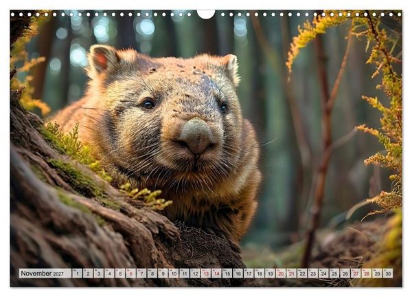 Produktbild: Niedliche Wombats - Australiens flauschige Beuteltiere zum Verlieben (Wandkalender 2027 DIN A3 quer), CALVENDO Monatskalender