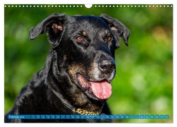 Produktbild: Der Beauceron (Wandkalender 2026 DIN A3 quer), CALVENDO Monatskalender