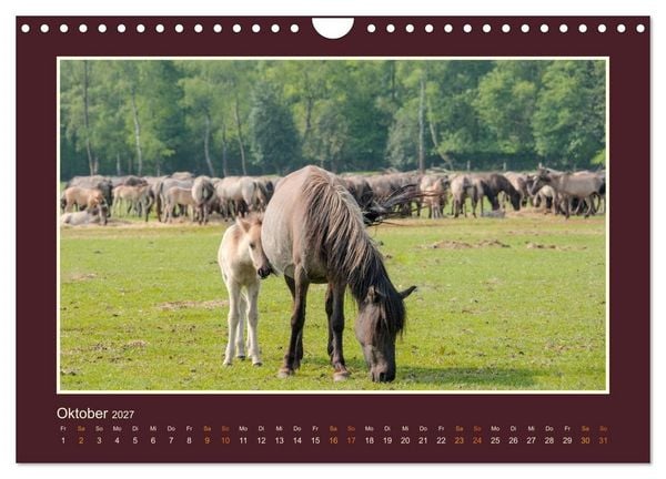 Produktbild: Die letzten Wilden - freilebende Pferde in D&uuml;lmen (Wandkalender 2027 DIN A4 quer), CALVENDO Monatskalender