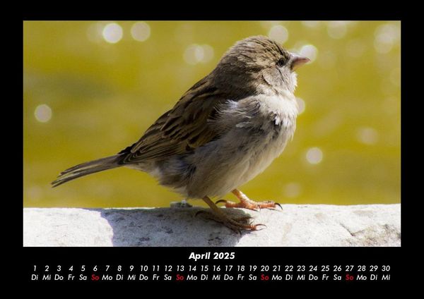 Produktbild: Vogelparadies 2025 Fotokalender DIN A3