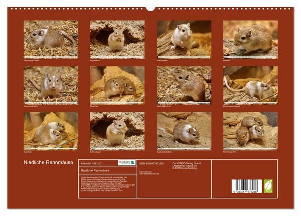 Produktbild: Niedliche Rennm&auml;use (hochwertiger Premium Wandkalender 2026 DIN A2 quer), Kunstdruck in Hochglanz