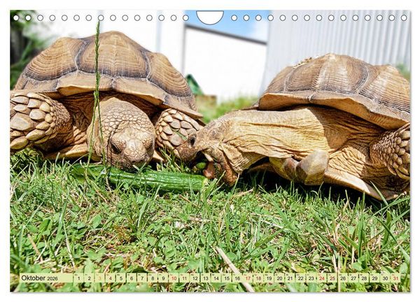 Produktbild: Herkules and Friends (Wandkalender 2026 DIN A4 quer), CALVENDO Monatskalender