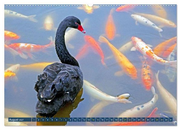 Produktbild: Koi: Juwelen im Teich (hochwertiger Premium Wandkalender 2027 DIN A2 quer), Kunstdruck in Hochglanz