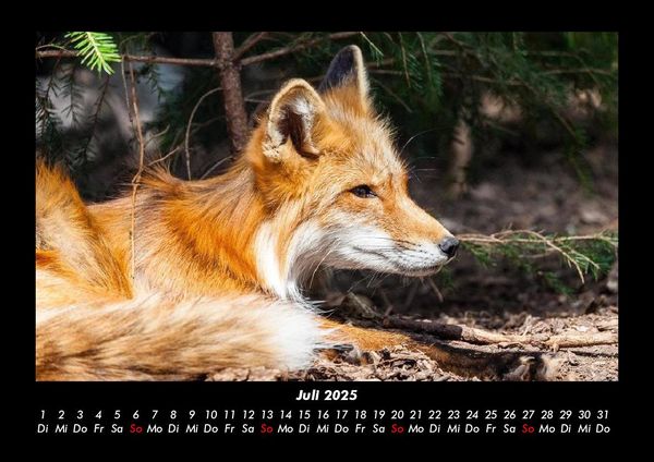 Produktbild: Tierkalender 2025 Fotokalender DIN A3