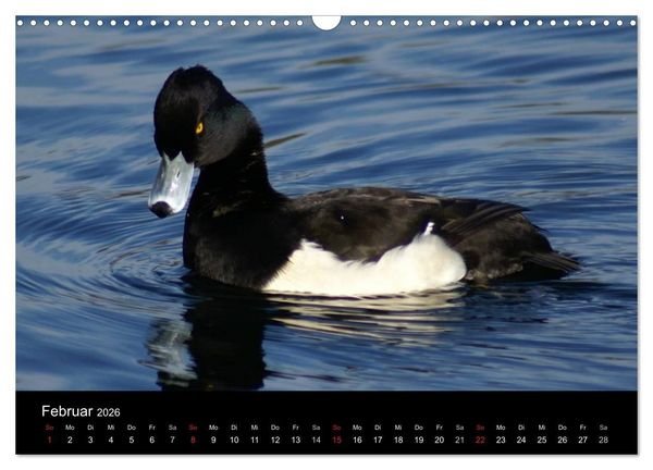 Produktbild: Das Leben der Enten (Wandkalender 2026 DIN A3 quer), CALVENDO Monatskalender