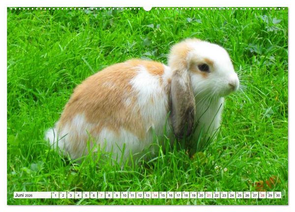 Produktbild: Kaninchen und Hasen (hochwertiger Premium Wandkalender 2026 DIN A2 quer), Kunstdruck in Hochglanz