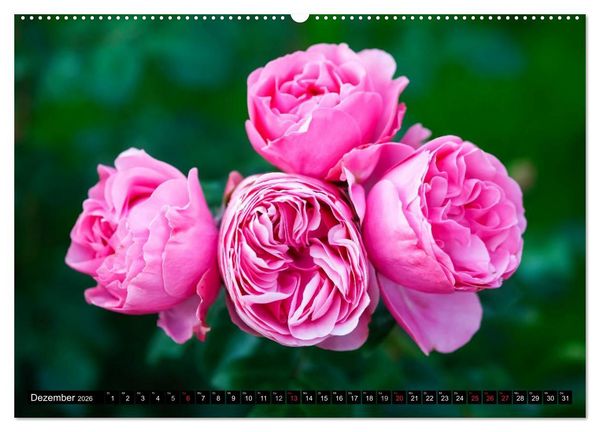 Produktbild: Rosen nat&uuml;rlich sch&ouml;n (hochwertiger Premium Wandkalender 2026 DIN A2 quer), Kunstdruck in Hochglanz