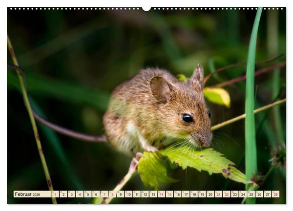 Produktbild: Kleiner Nager - Maus (hochwertiger Premium Wandkalender 2026 DIN A2 quer), Kunstdruck in Hochglanz