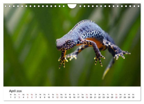 Produktbild: Unsere heimische Tierwelt (Wandkalender 2026 DIN A4 quer), CALVENDO Monatskalender