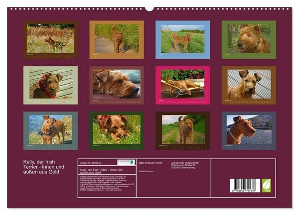 Produktbild: Kelly, der Irish Terrier - innen und au&szlig;en aus Gold (hochwertiger Premium Wandkalender 2026 DIN A2 quer), Kunstdruck in Hochglanz