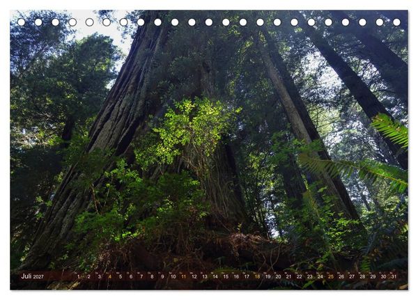 Produktbild: Spaziergang im Wald (Tischkalender 2027 DIN A5 quer), CALVENDO Monatskalender