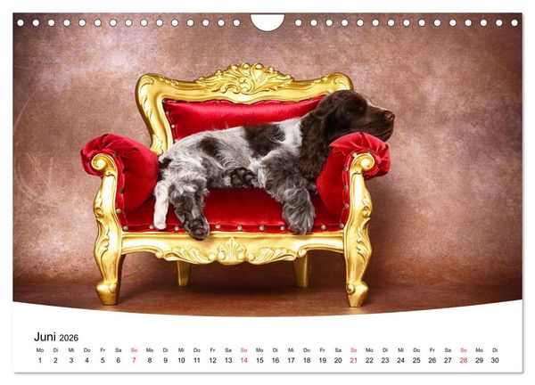 Produktbild: S&uuml;&szlig;e Tr&auml;ume 2026 - schlafende Hundewelpen (Wandkalender 2026 DIN A4 quer), CALVENDO Monatskalender