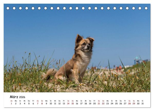 Produktbild: Strandurlaub mit Hund (Tischkalender 2026 DIN A5 quer), CALVENDO Monatskalender