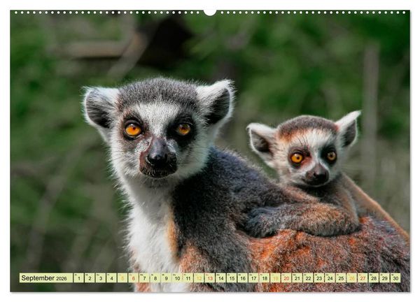 Produktbild: Affen - Affenkinder (Wandkalender 2026 DIN A2 quer), CALVENDO Monatskalender