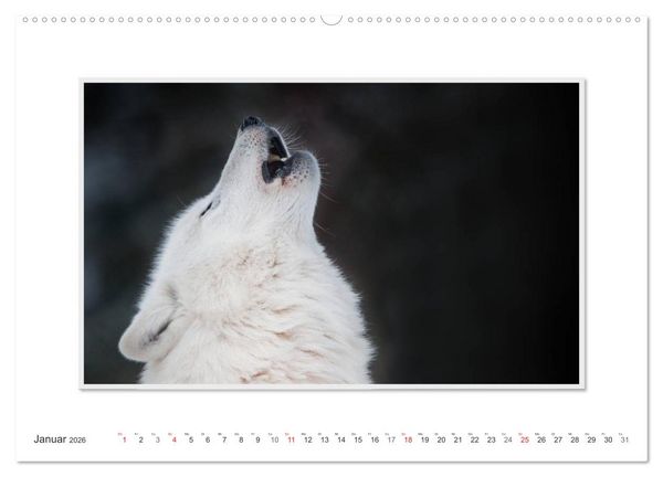 Produktbild: Emotionale Momente: Polarw&ouml;lfe. / CH-Version (hochwertiger Premium Wandkalender 2026 DIN A2 quer), Kunstdruck in Hochglanz