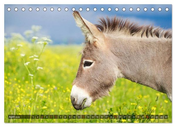 Produktbild: Esel - h&uuml;bsch, klug und flei&szlig;ig (Tischkalender 2026 DIN A5 quer), CALVENDO Monatskalender