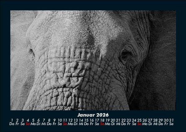Produktbild: Elefanten - Die sanften Riesen Afrikas 2026 Fotokalender DIN A5