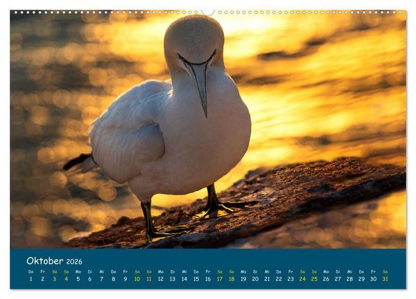 Produktbild: Helgol&auml;nder Basst&ouml;lpel 2026 (hochwertiger Premium Wandkalender 2026 DIN A2 quer), Kunstdruck in Hochglanz